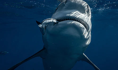 diving with sharks